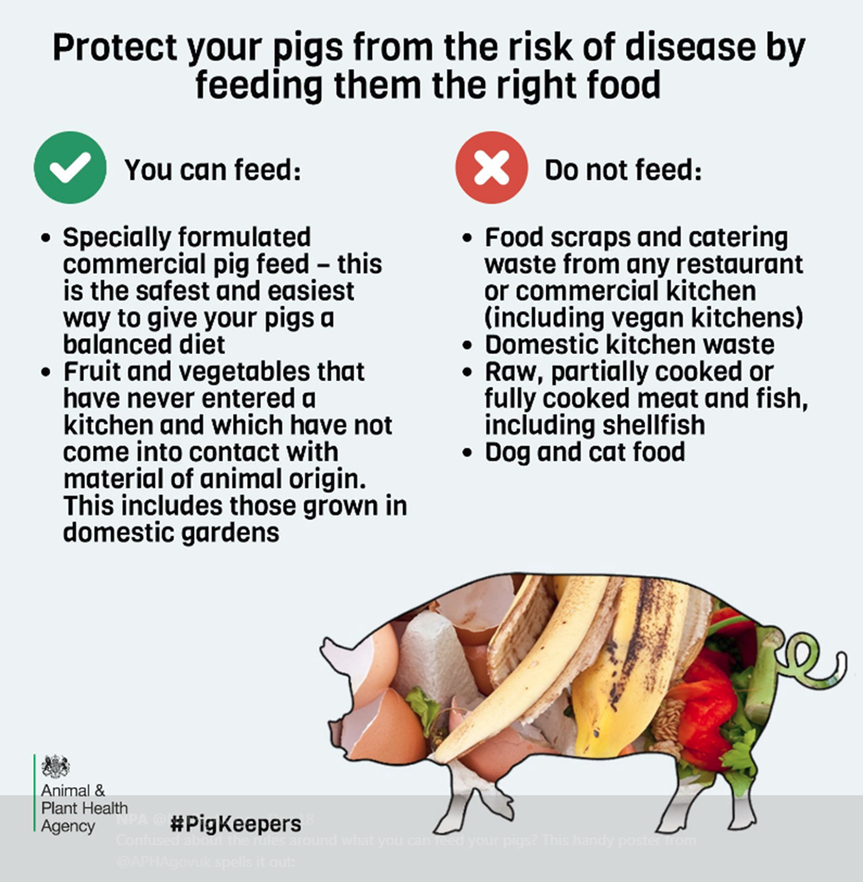 what-not-to-feed-your-pigs