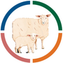 Sheep Newsletter- Key performance indicators and Schmallenberg update