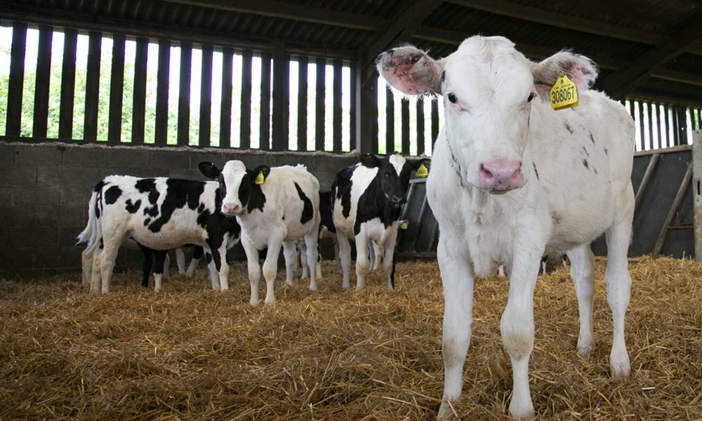 youngstock youngstock