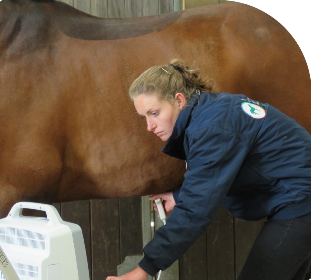 Equine_scan-1-1000x900 Equine_scan-1-1000x900