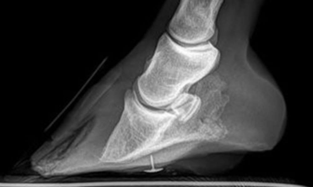 laminitis laminitis