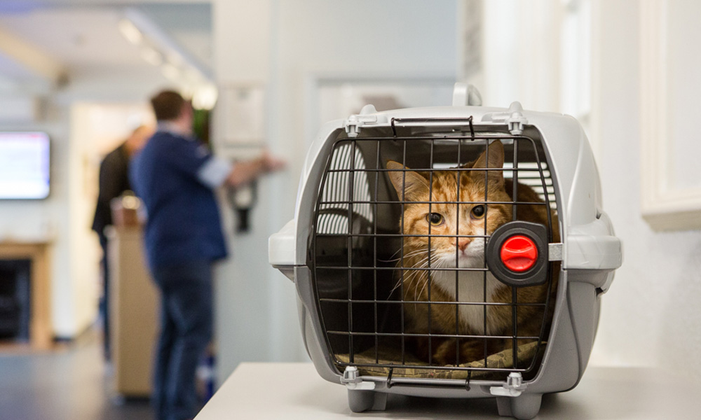 microchipping microchipping