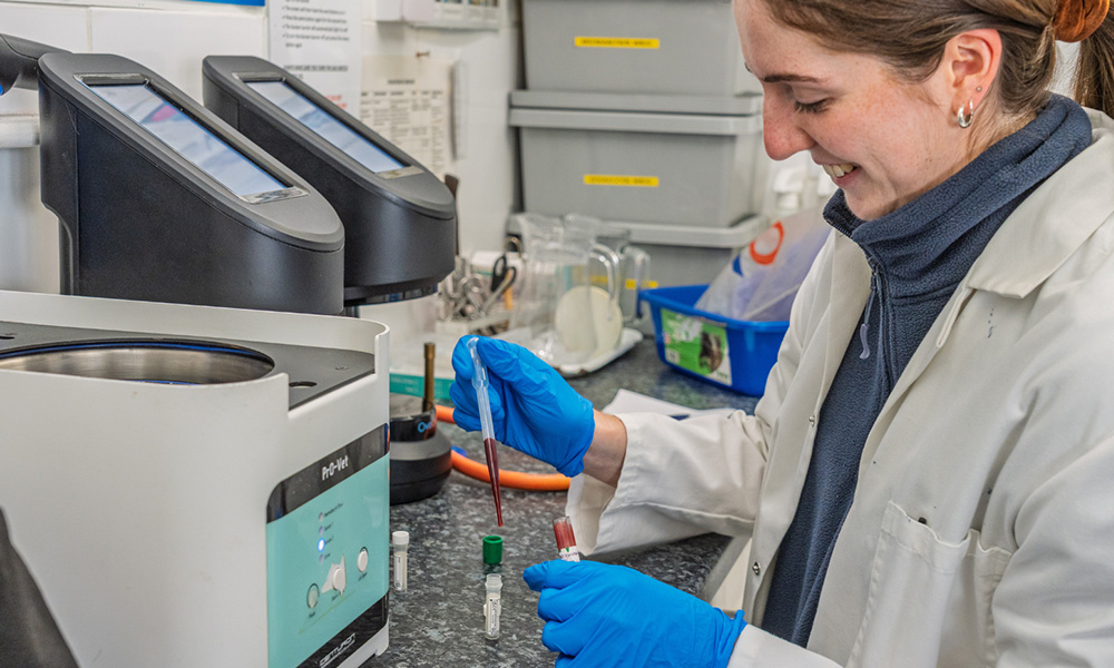 precalving precalving