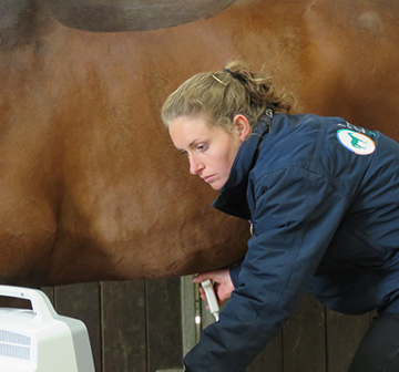 RCVS Accredited badge