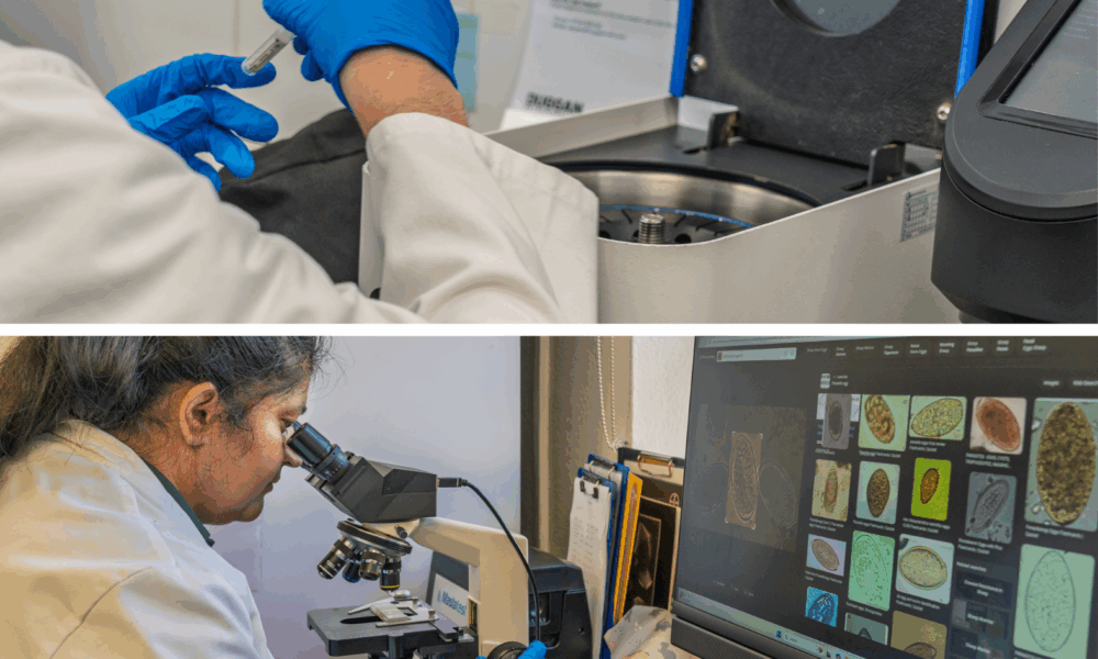 Equine Lab Equine Lab