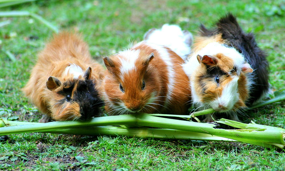 guinea pig